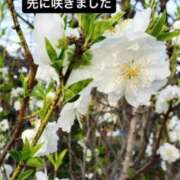 ヒメ日記 2026/03/13 22:13 投稿 あい sweet kiss