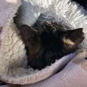 ヒメ日記 2026/03/13 23:53 投稿 あい sweet kiss