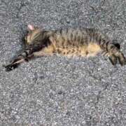 ヒメ日記 2026/03/14 03:47 投稿 あい sweet kiss