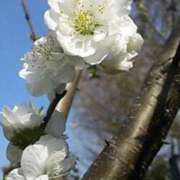 ヒメ日記 2026/03/18 17:29 投稿 あい sweet kiss