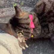 ヒメ日記 2026/03/21 19:17 投稿 あい sweet kiss