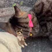 ヒメ日記 2026/03/22 00:33 投稿 あい sweet kiss