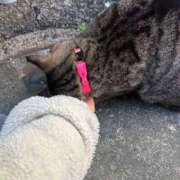 ヒメ日記 2026/03/22 03:49 投稿 あい sweet kiss