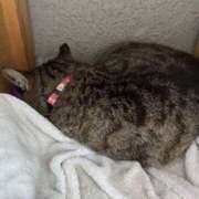 ヒメ日記 2026/04/01 15:32 投稿 あい sweet kiss