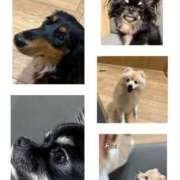 ヒメ日記 2026/04/15 19:49 投稿 あい sweet kiss