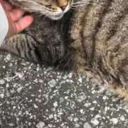 ヒメ日記 2026/07/21 09:39 投稿 あい sweet kiss