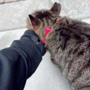 ヒメ日記 2026/09/23 11:27 投稿 あい sweet kiss