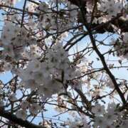 ヒメ日記 2026/03/30 17:39 投稿 沖田　溯 セレブショップ新宿（東京ハレ系）