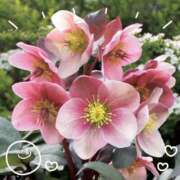 ヒメ日記 2025/12/26 21:23 投稿 りょうこ 藤沢人妻城