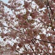 ヒメ日記 2025/04/11 17:25 投稿 かえら ルージュ