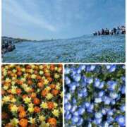 ヒメ日記 2025/04/25 02:46 投稿 かえら ルージュ