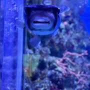 ヒメ日記 2025/06/08 18:33 投稿 ルル キャンディ(鹿児島)