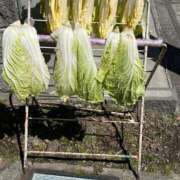 ヒメ日記 2026/03/13 11:40 投稿 ユメカ キャンディ(鹿児島)