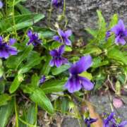 ヒメ日記 2026/03/24 08:40 投稿 ユメカ キャンディ(鹿児島)