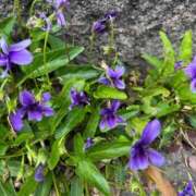 ヒメ日記 2026/03/24 08:45 投稿 ユメカ キャンディ(鹿児島)