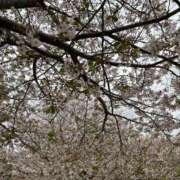 ヒメ日記 2026/04/12 13:40 投稿 ユメカ キャンディ(鹿児島)
