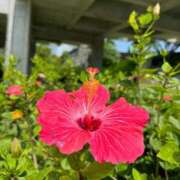 ヒメ日記 2025/07/19 22:01 投稿 れいこ 激情団地妻