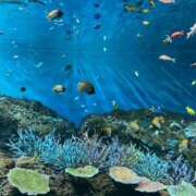 ヒメ日記 2025/08/12 11:58 投稿 きらら アロマでびゅー