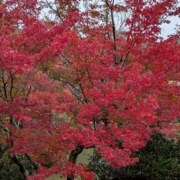 ヒメ日記 2025/11/15 18:09 投稿 きらら アロマでびゅー