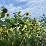 ヒメ日記 2025/07/12 09:45 投稿 凜（りん） 男爵