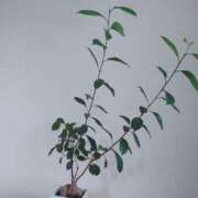 ヒメ日記 2025/02/08 19:46 投稿 大谷 ピュアグレイス