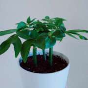 ヒメ日記 2025/03/02 20:22 投稿 大谷 ピュアグレイス