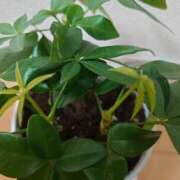 ヒメ日記 2025/03/05 20:00 投稿 大谷 ピュアグレイス