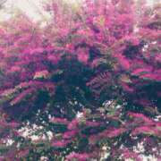 ヒメ日記 2025/04/01 19:18 投稿 大谷 ピュアグレイス