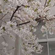 ヒメ日記 2025/04/06 21:26 投稿 大谷 ピュアグレイス