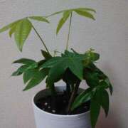 ヒメ日記 2025/04/08 19:20 投稿 大谷 ピュアグレイス