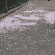 ヒメ日記 2025/04/12 20:04 投稿 大谷 ピュアグレイス