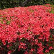 ヒメ日記 2025/04/20 22:06 投稿 大谷 ピュアグレイス