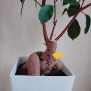 ヒメ日記 2025/04/26 19:46 投稿 大谷 ピュアグレイス