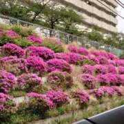 ヒメ日記 2025/04/29 19:46 投稿 大谷 ピュアグレイス