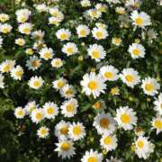 ヒメ日記 2025/05/15 13:50 投稿 大谷 ピュアグレイス