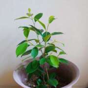 ヒメ日記 2025/07/12 19:24 投稿 大谷 ピュアグレイス