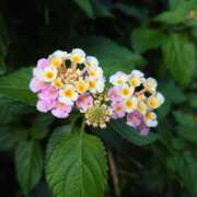 ヒメ日記 2025/07/13 20:22 投稿 大谷 ピュアグレイス