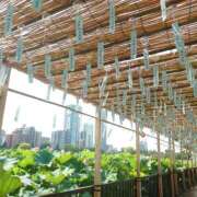 ヒメ日記 2025/07/26 19:32 投稿 大谷 ピュアグレイス