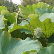 ヒメ日記 2025/08/12 19:28 投稿 大谷 ピュアグレイス