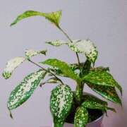 ヒメ日記 2025/09/07 19:54 投稿 大谷 ピュアグレイス