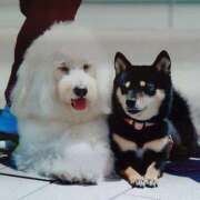 ヒメ日記 2025/09/10 19:24 投稿 大谷 ピュアグレイス