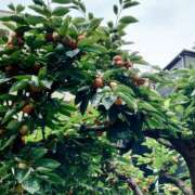 ヒメ日記 2025/09/20 19:40 投稿 大谷 ピュアグレイス