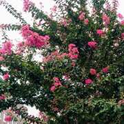 ヒメ日記 2025/09/22 17:18 投稿 大谷 ピュアグレイス