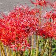 ヒメ日記 2025/09/24 19:22 投稿 大谷 ピュアグレイス