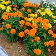 ヒメ日記 2025/11/01 19:48 投稿 大谷 ピュアグレイス