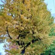 ヒメ日記 2025/11/23 21:18 投稿 大谷 ピュアグレイス