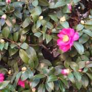 ヒメ日記 2025/12/30 21:14 投稿 大谷 ピュアグレイス