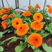 ヒメ日記 2025/12/31 17:46 投稿 大谷 ピュアグレイス