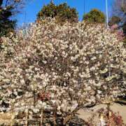 大谷 ありがとうございました ピュアグレイス