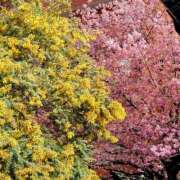 ヒメ日記 2026/03/11 21:12 投稿 大谷 ピュアグレイス